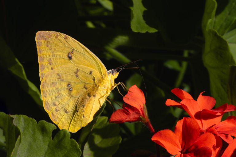 Lee más sobre el artículo Los geranios. Conoce todo sobre esta hermosa y popular flor