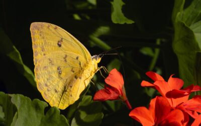 Los geranios. Conoce todo sobre esta hermosa y popular flor