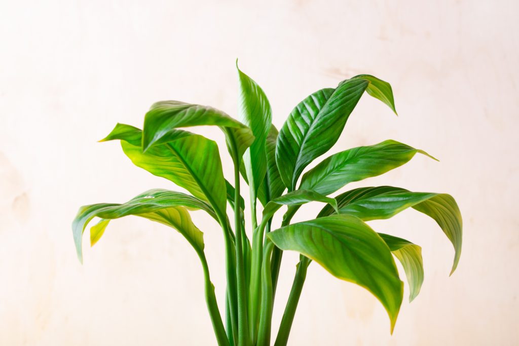 Plantas de Interior Magia Verde liorio