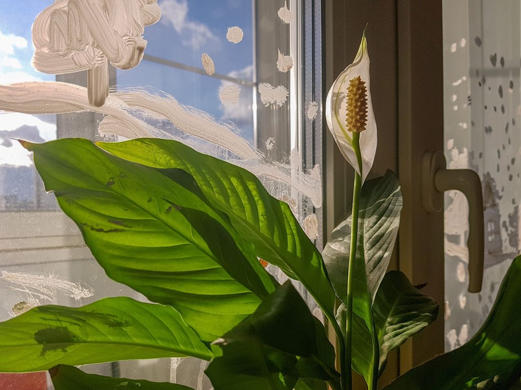 Jardín en apartamento magia verde
