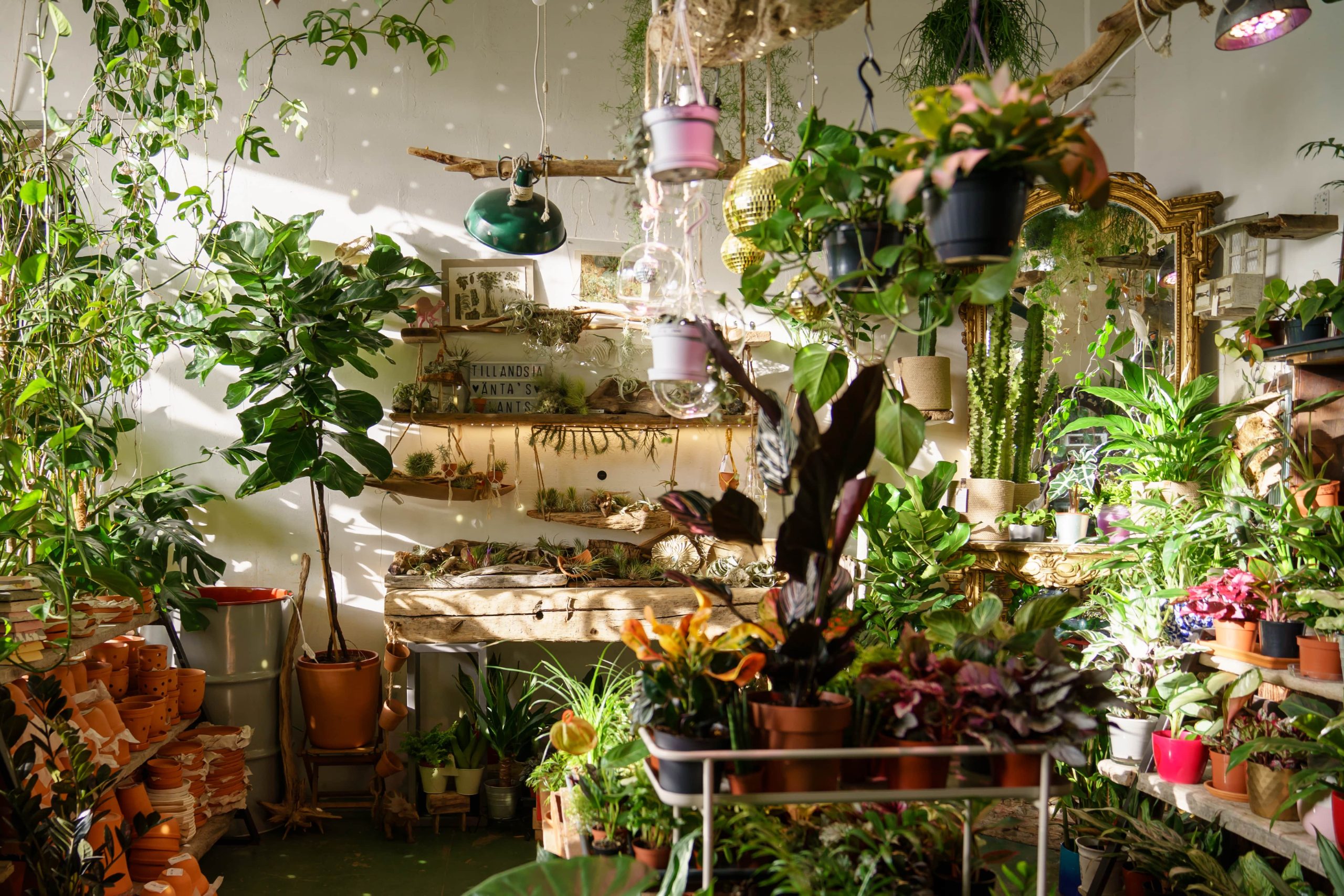 En este momento estás viendo Jardín en apartamento. Consejos prácticos