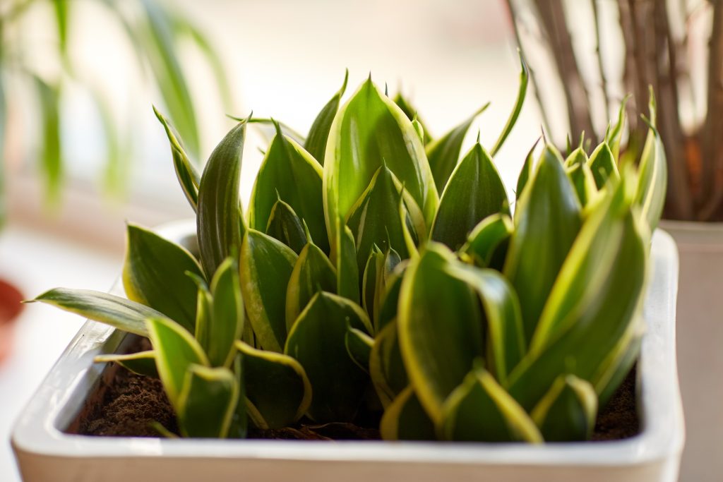 Plantas de Interior