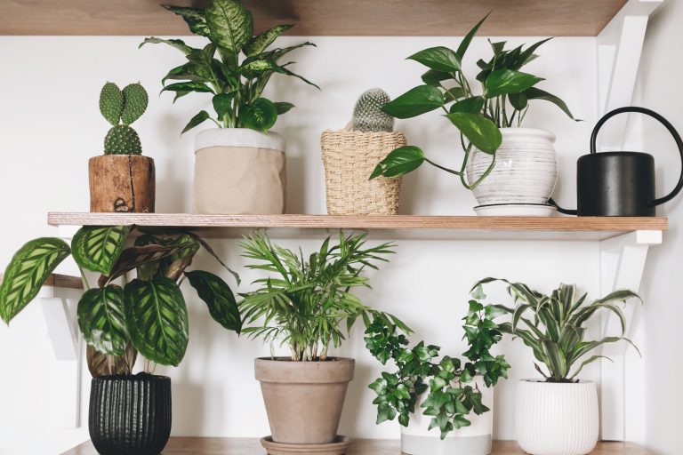 Lee más sobre el artículo Plantas de interior. Cinco opciones fáciles de cultivar para todos