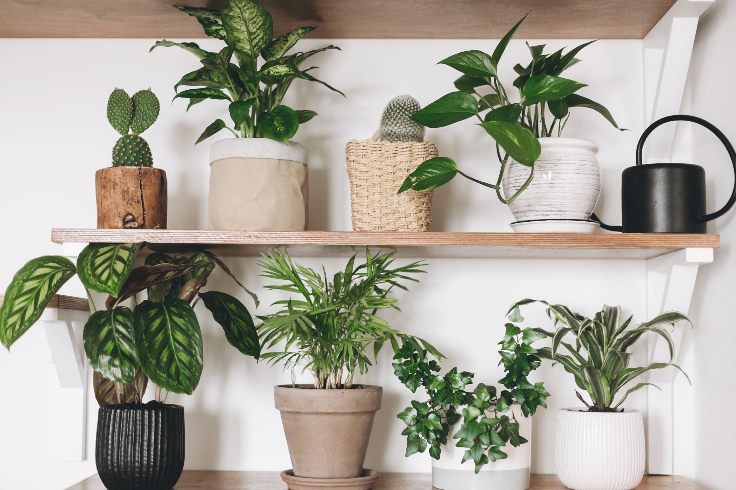 En este momento estás viendo Plantas de interior. Cinco opciones fáciles de cultivar para todos