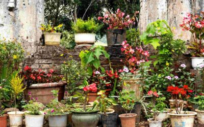 Cómo Elegir la Maceta Perfecta para tus Plantas  | Guía Completa