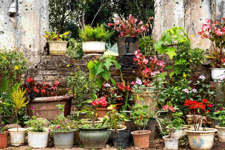 Lee más sobre el artículo Cómo Elegir la Maceta Perfecta para tus Plantas  | Guía Completa