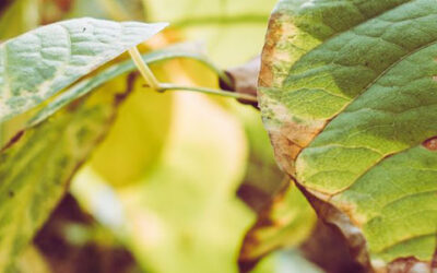 Control Natural de Plagas: Métodos Ecológicos para Proteger tu Jardín