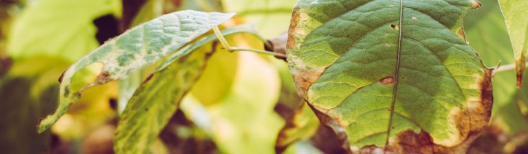 Lee más sobre el artículo Control Natural de Plagas: Métodos Ecológicos para Proteger tu Jardín