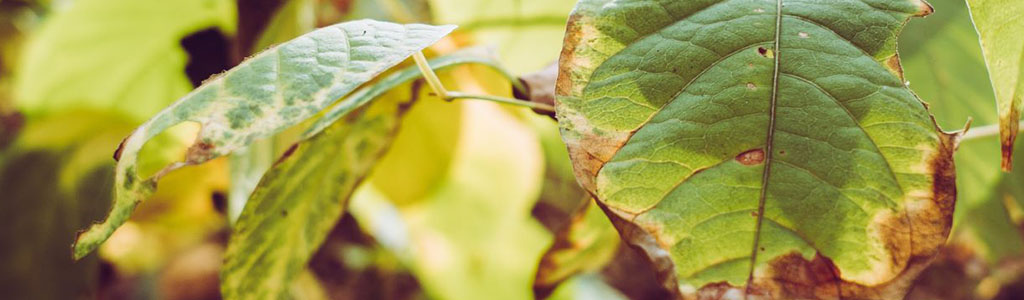 En este momento estás viendo Control Natural de Plagas: Métodos Ecológicos para Proteger tu Jardín