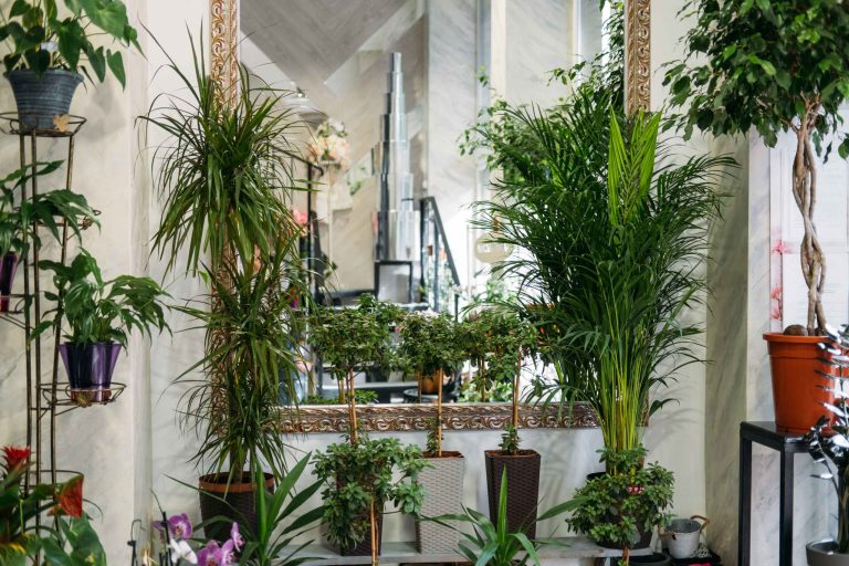 Lee más sobre el artículo Tendencias en Decoración con Plantas para Interiores y Exteriores en 2025