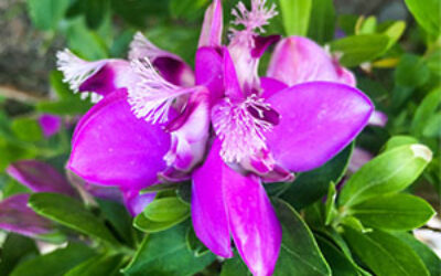 Plantas nativas de Costa Rica para jardines sostenibles: belleza local con bajo mantenimiento