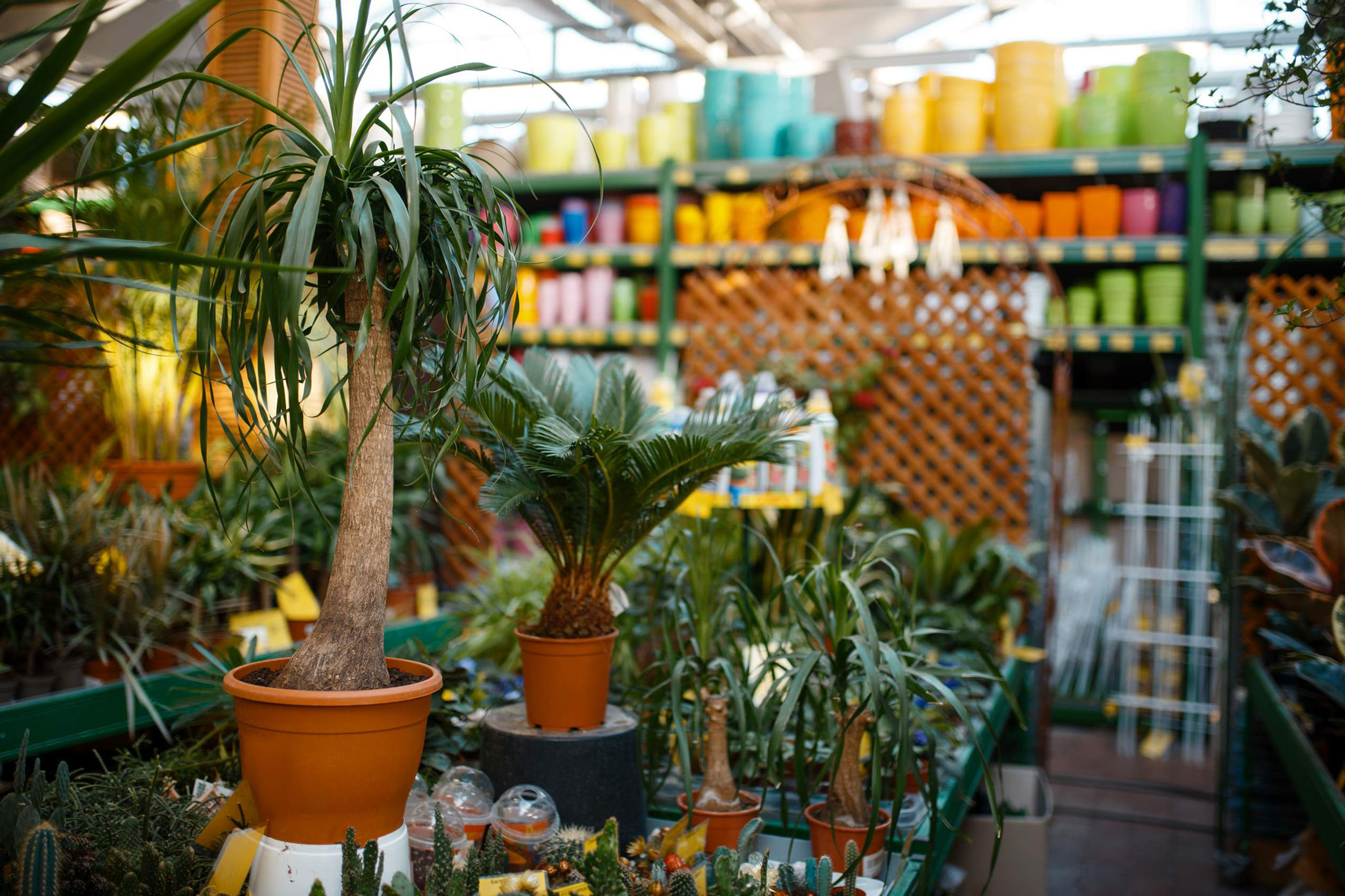 En este momento estás viendo Diseño de Jardines Sostenibles: Crear Espacios Verdes Hermosos con Bajo Consumo de Agua y Mantenimiento