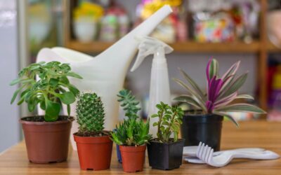 10 Plantas Resistentes al Sol que Necesitan Poco Riego para tu Jardín en Casa