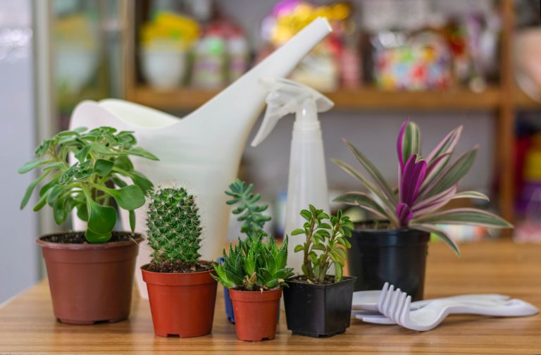 Lee más sobre el artículo 10 Plantas Resistentes al Sol que Necesitan Poco Riego para tu Jardín en Casa