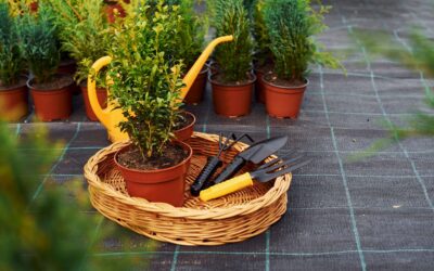 Errores Comunes en el Cuidado de Plantas y Cómo Evitarlos