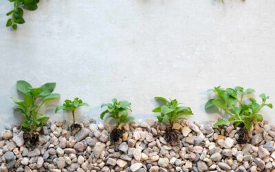 Diseño natural: incorpora piedra volcánica costarricense en tu jardín en casa