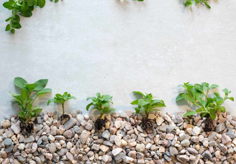 Lee más sobre el artículo Diseño natural: incorpora piedra volcánica costarricense en tu jardín en casa
