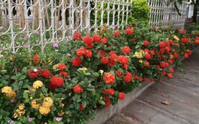 Cómo combinar plantas ornamentales para lograr jardines de bajo mantenimiento