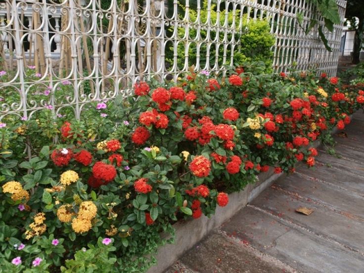 Lee más sobre el artículo Cómo combinar plantas ornamentales para lograr jardines de bajo mantenimiento