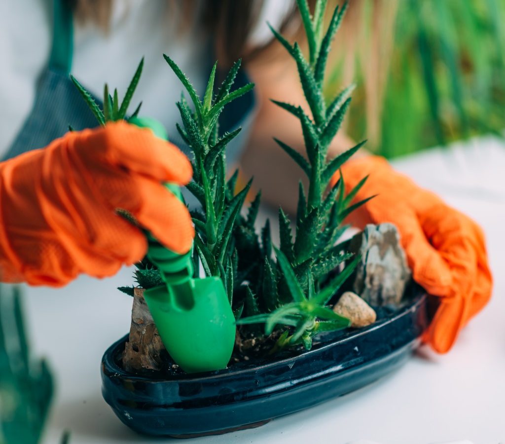 cuidado plantas