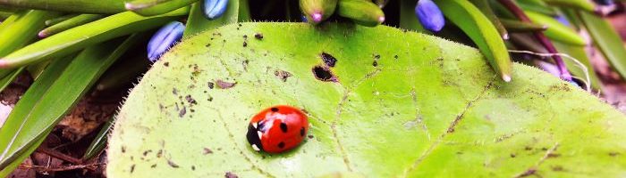Aliados naturales plagas Aliados naturales plagas