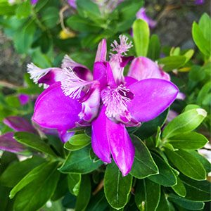 guaria morada