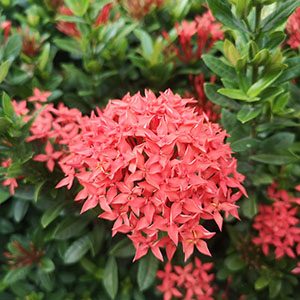 ixora2