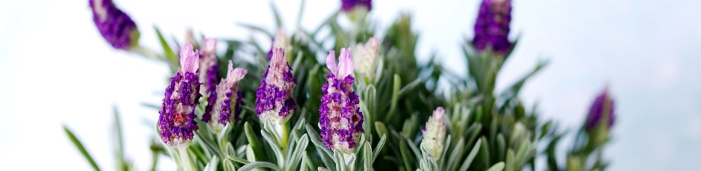 lavanda