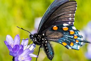 mariposa
