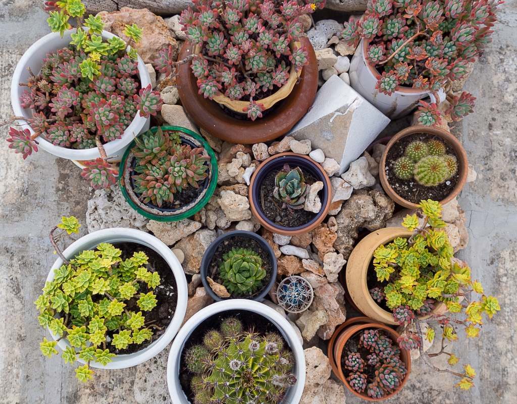 planta sol