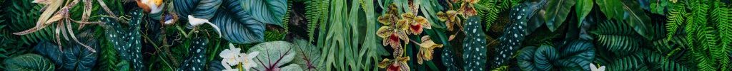 plantas