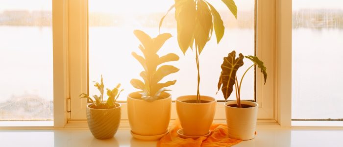 plantas en sol