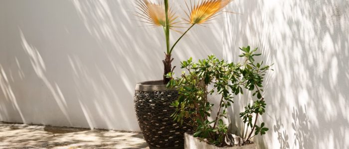 plantas en sombra